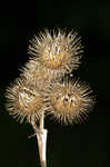 Lesser burdock